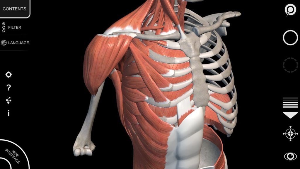 anatomy3d