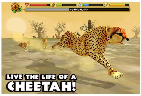 cheetah1