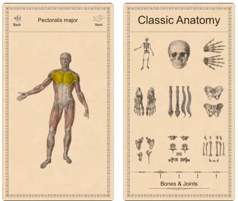 classicanatomy1