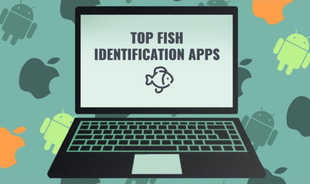 Top 8 Fish Identification Apps for Android, iOS, Windows